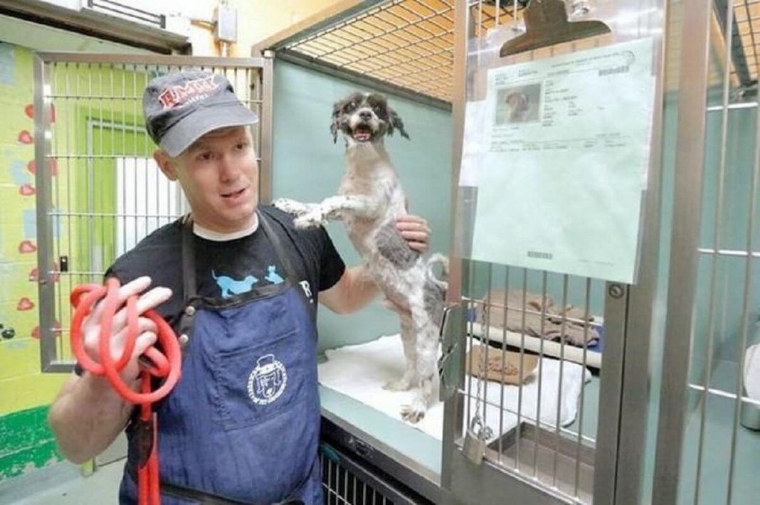Homem tosa cães de abrigo para ajudá-los a serem adotados