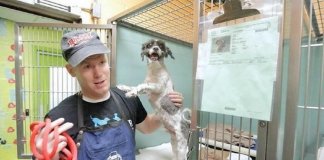 Homem tosa cães de abrigo para ajudá-los a serem adotados
