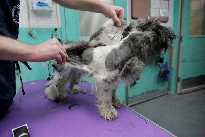 Cachorro3 - Homem tosa cães de abrigo para ajudá-los a serem adotados