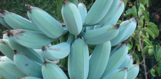 Conheça a banana azul: com textura de sorvete e sabor de baunilha