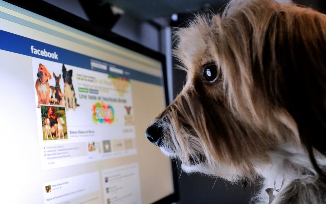 Chega de comercializar vidas! Facebook proibiu venda de animais na plataforma