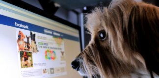 Chega de comercializar vidas! Facebook proibiu venda de animais na plataforma