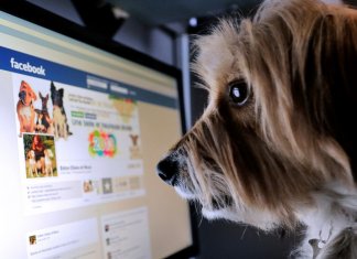 Chega de comercializar vidas! Facebook proibiu venda de animais na plataforma