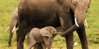 Surge na Índia o primeiro hospital para tratar de elefantes maltratados e abusados