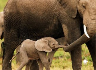 Surge na Índia o primeiro hospital para tratar de elefantes maltratados e abusados