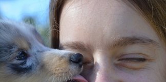 A missão espiritual que seu cão tem em sua vida