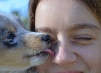 A missão espiritual que seu cão tem em sua vida