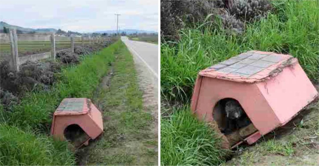 Eles a amarraram na casa dela e a deixaram na beira da estrada. Escondida do lado de dentro, ela esperou por ajuda