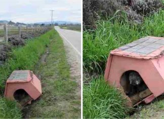 Eles a amarraram na casa dela e a deixaram na beira da estrada. Escondida do lado de dentro, ela esperou por ajuda