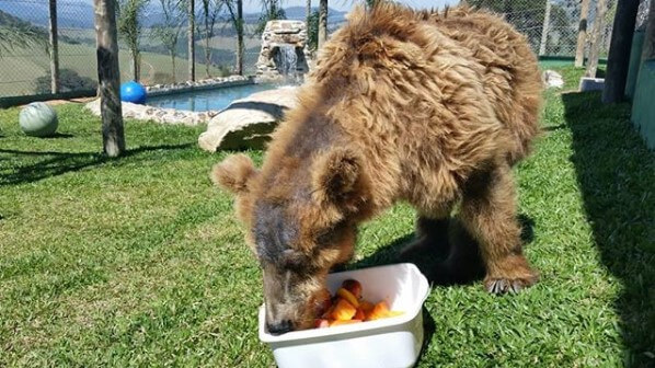 revistacarpediem.com - Confira a belíssima transformação da ursa  Rowena, ela chegou ao santuário de SP após sofrer maus tratos