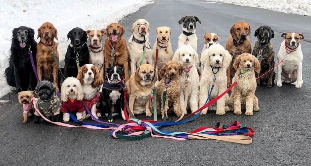 Esses cachorros caminham juntos e tiram uma foto juntos todos os dias