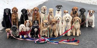 Esses cachorros caminham juntos e tiram uma foto juntos todos os dias