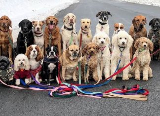 Esses cachorros caminham juntos e tiram uma foto juntos todos os dias