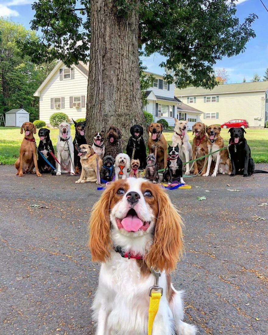 revistacarpediem.com - Esses cachorros caminham juntos e tiram uma foto juntos todos os dias