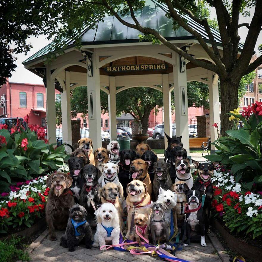 revistacarpediem.com - Esses cachorros caminham juntos e tiram uma foto juntos todos os dias