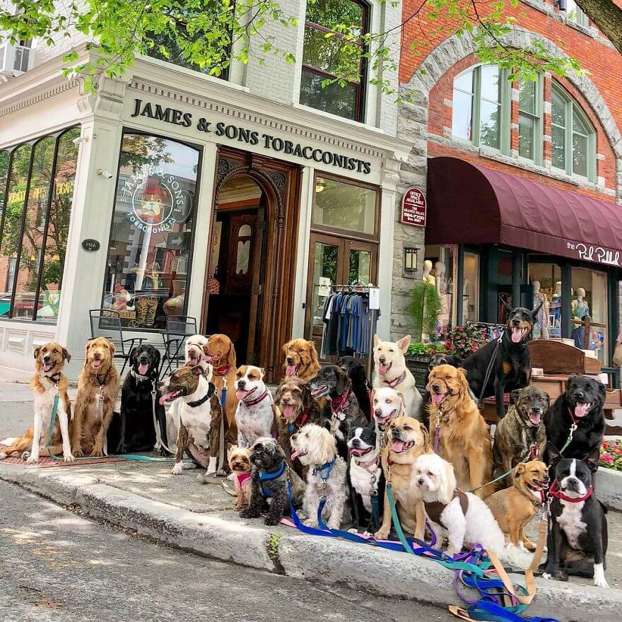 revistacarpediem.com - Esses cachorros caminham juntos e tiram uma foto juntos todos os dias