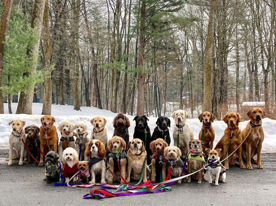 revistacarpediem.com - Esses cachorros caminham juntos e tiram uma foto juntos todos os dias