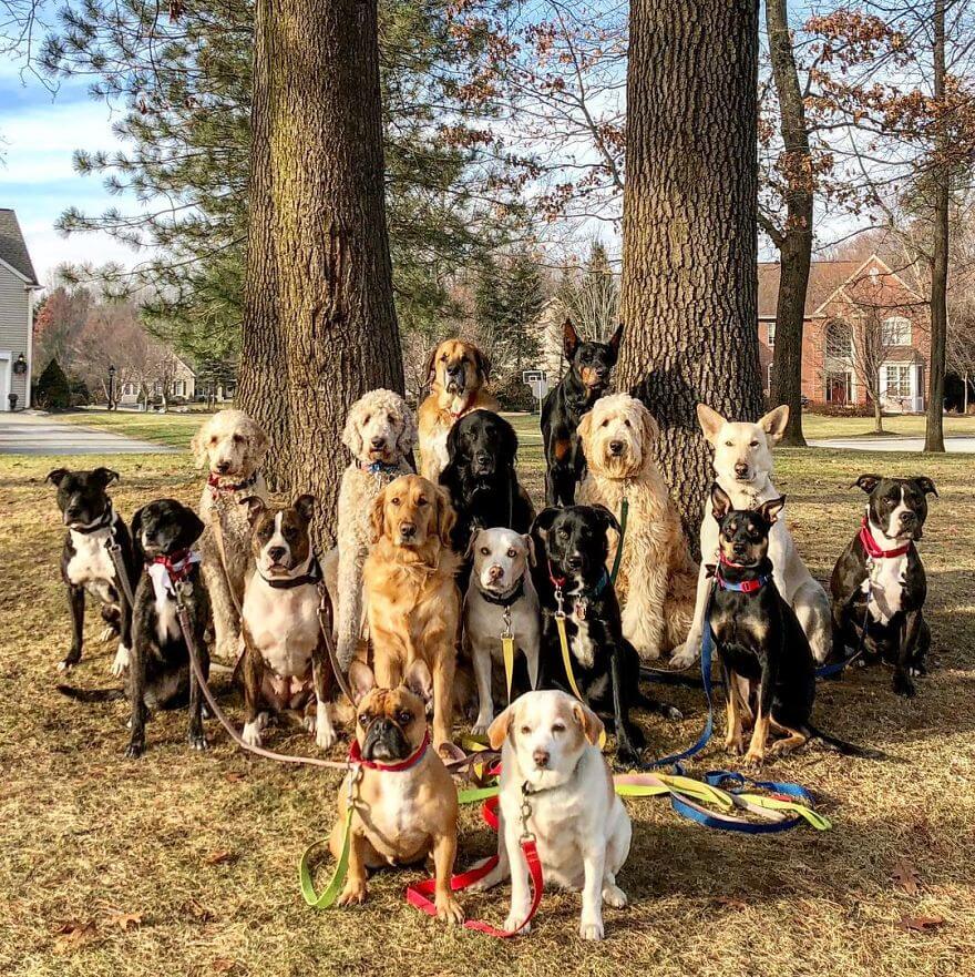 revistacarpediem.com - Esses cachorros caminham juntos e tiram uma foto juntos todos os dias