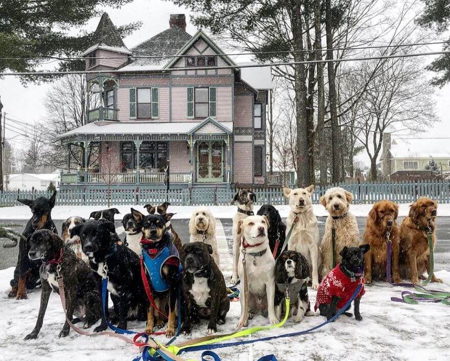 revistacarpediem.com - Esses cachorros caminham juntos e tiram uma foto juntos todos os dias