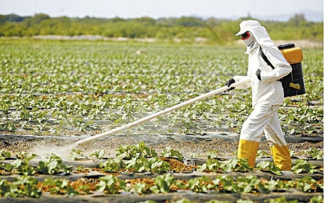 Após adoecerem com o agrotóxico utilizado em suas lavouras, fazendeiros passaram a  investir em plantações orgânicas