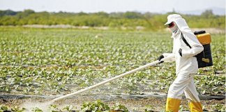 Após adoecerem com o agrotóxico utilizado em suas lavouras, fazendeiros passaram a  investir em plantações orgânicas