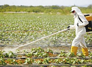 Após adoecerem com o agrotóxico utilizado em suas lavouras, fazendeiros passaram a  investir em plantações orgânicas