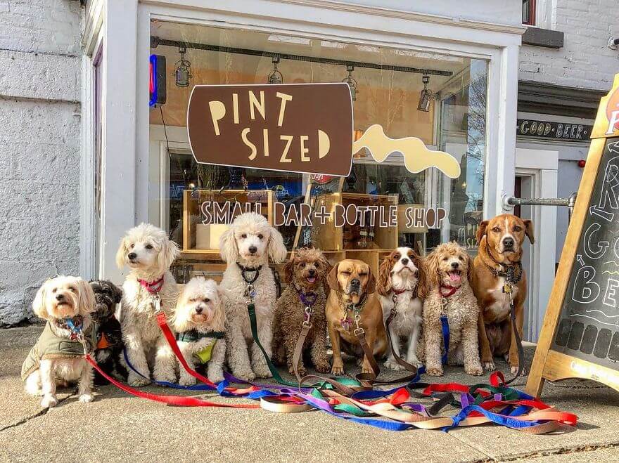 revistacarpediem.com - Esses cachorros caminham juntos e tiram uma foto juntos todos os dias