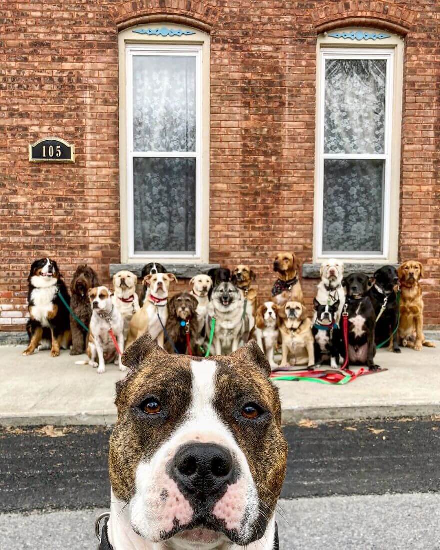 revistacarpediem.com - Esses cachorros caminham juntos e tiram uma foto juntos todos os dias