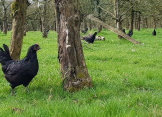 Na França, galinhas substituem agrotóxicos em plantações