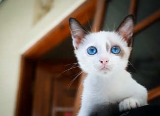 Vitória dos amantes de pets: STJ decide que condomínios não podem proibir animais em casa