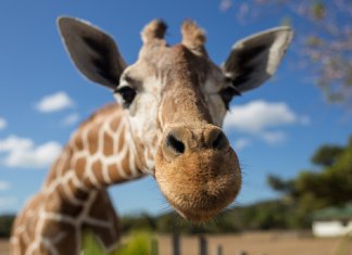 Girafas entram para a lista de espécies ameaçadas de extinção