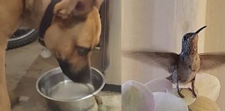 Beija-flor se torna fiel companheiro do cachorro que salvou sua vida