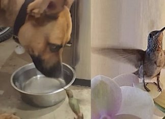 Beija-flor se torna fiel companheiro do cachorro que salvou sua vida