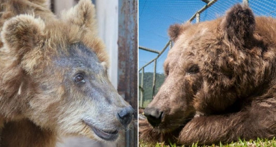 Confira a belíssima transformação da ursa  Rowena, ela chegou ao santuário de SP após sofrer maus tratos