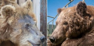 Confira a belíssima transformação da ursa  Rowena, ela chegou ao santuário de SP após sofrer maus tratos