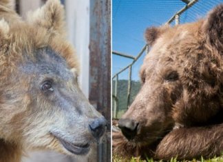 Confira a belíssima transformação da ursa  Rowena, ela chegou ao santuário de SP após sofrer maus tratos