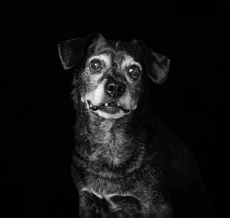 revistacarpediem.com - Eles são lindos sim! Cães e gatos pretos posam para fotos para incentivar adoção