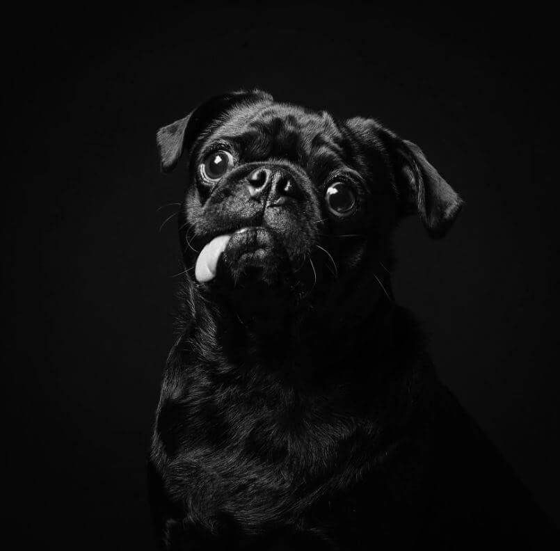 revistacarpediem.com - Eles são lindos sim! Cães e gatos pretos posam para fotos para incentivar adoção