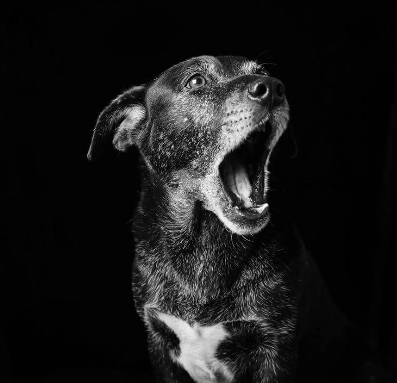 revistacarpediem.com - Eles são lindos sim! Cães e gatos pretos posam para fotos para incentivar adoção