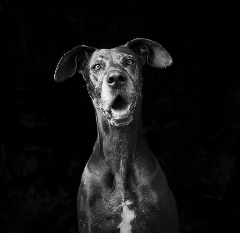 revistacarpediem.com - Eles são lindos sim! Cães e gatos pretos posam para fotos para incentivar adoção