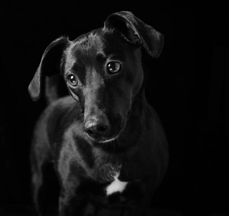 revistacarpediem.com - Eles são lindos sim! Cães e gatos pretos posam para fotos para incentivar adoção