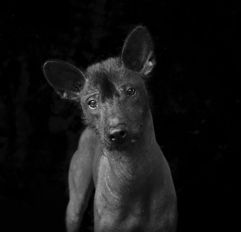 revistacarpediem.com - Eles são lindos sim! Cães e gatos pretos posam para fotos para incentivar adoção