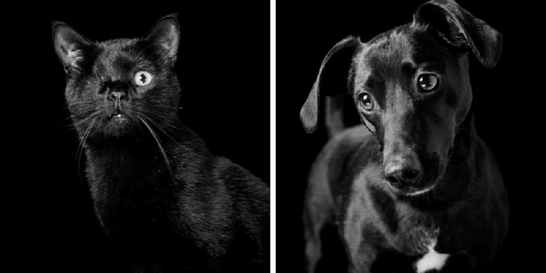 Eles são lindos sim! Cães e gatos pretos posam para fotos para incentivar adoção
