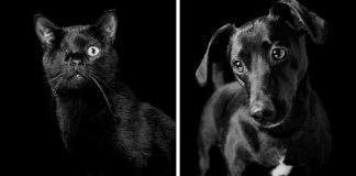 Eles são lindos sim! Cães e gatos pretos posam para fotos para incentivar adoção