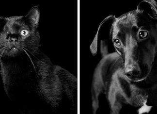 Eles são lindos sim! Cães e gatos pretos posam para fotos para incentivar adoção