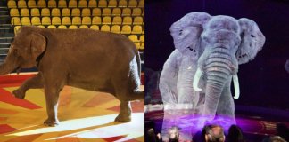Circo alemão troca animais reais por hologramas fantásticos