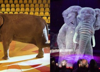 Circo alemão troca animais reais por hologramas fantásticos