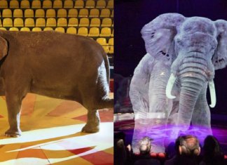 Circo alemão troca animais reais por hologramas fantásticos