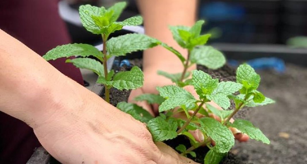 Shopping em SP cria horta com o uso de resíduos da praça de alimentação