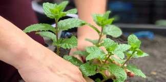 Shopping em SP cria horta com o uso de resíduos da praça de alimentação